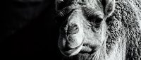 Close-up portrait of a camel's head in monochrome, showing detailed facial features and textured fur against dark background for wildlife and nature content.