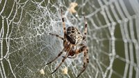 Brown orb weaver spider sitting in center of intricate web with morning dew drops, showcasing natural predator behavior and web construction skills.