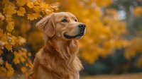 Golden retriever dog with proud noble expression against blurred autumn background with golden maple leaves and bokeh effect creates seasonal outdoor portrait.