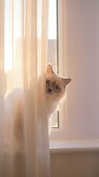 Cream-colored cat peeking behind sheer beige curtains at sunny window, looking curious and playful. Soft natural light creates warm atmosphere. Use for pet, home decor, lifestyle content.