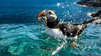 Atlantic puffin swimming in crystal clear turquoise ocean water with colorful beak holding small fish, seabird wildlife photography for nature conservation.