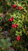 Fresh red lingonberries growing on green shrub branches in natural forest environment for organic food and botanical photography.