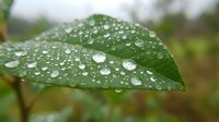 Fresh green leaf with water droplets after rain creating natural morning dew pattern on plant surface in garden environment for wellness and nature concepts.