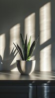 Snake plant in modern white pot with dramatic window light shadows creating geometric patterns on minimalist interior wall for home decor and wellness lifestyle.