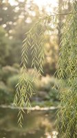 Weeping willow branches with delicate green leaves hanging gracefully in soft golden sunlight creating dreamy bokeh background for nature photography and design.