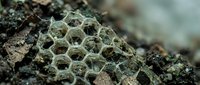Old weathered honeycomb structure with hexagonal cells lying on forest ground among moss and organic debris, natural decay process in woodland environment.