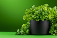 Fresh parsley leaves cascading from modern black pot against vibrant green background, minimalist food photography setup for culinary and gardening concepts.