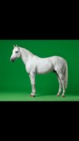 White horse standing in profile on green screen background isolated for easy editing and compositing in video production or graphic design projects.