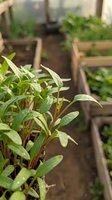 Seedlings with water droplets growing in wooden raised garden beds inside a greenhouse, suitable for agriculture, gardening, and organic farming concepts.