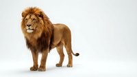Majestic male lion with full mane standing against white background, wildlife portrait for nature and animal education materials.