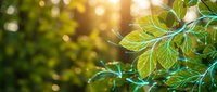 Fresh green leaves with golden sunlight filtering through foliage creating natural bokeh background for spring and summer nature concepts.