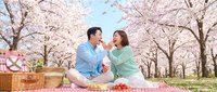Young Asian couple enjoying picnic under blooming cherry blossom trees in spring, sitting on checkered blanket with basket and fresh fruit.
