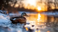 Female mallard duck resting on icy shore of frozen lake at sunset with golden light reflecting on water surface.