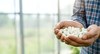 Male farmer with medium skin tone holding handful of white fertilizer pellets in greenhouse setting, agricultural production and crop management concept.