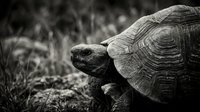 Aged tortoise walking through natural terrain with textured shell visible in monochrome wildlife photography for nature documentaries and educational content.