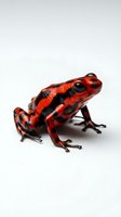 Bright red poison dart frog with black markings isolated on white background, suitable for educational materials, wildlife design projects, and nature publications.