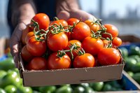 Fresh ripe cherry tomatoes on vine in cardboard box at farmers market, held by vendor. Bright red organic produce with green stems against blurred background.