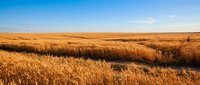 Golden wheat field stretching to horizon under clear blue sky. Rural agricultural landscape with mature grain crop ready for harvest in countryside.