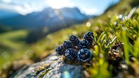 Wild blackberries growing on mountain slope with majestic peaks and green valley in soft focus background, fresh ripe berries in natural environment.