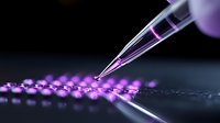 Laboratory pipette dispensing purple liquid sample into microplate wells for scientific research and medical testing applications in biotechnology lab.