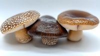 Fresh brown and beige mushrooms with spotted caps arranged in artistic composition on white background, macro food photography showing natural texture and patterns.