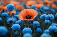 Vibrant orange poppy flower blooming among blue cornflowers in garden meadow. Natural floral background for spring summer botanical designs.