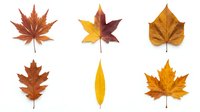 Collection of six autumn leaves in warm colors isolated on white background for seasonal design projects and fall decorations.