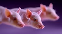 Three pink piglets in profile view against purple background, focus on center pig face showing detailed features and expressions, creating dramatic artistic composition.