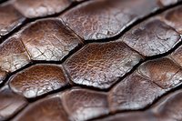 Brown reptile skin texture with hexagonal scales pattern showing natural leather-like surface detail for backgrounds and design projects.