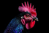 Close-up portrait of colorful rooster head with bright red comb and wattles against black background, showing iridescent blue-purple feathers and sharp beak.