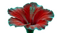 Vibrant red hibiscus flower with turquoise edges isolated on white background, ready for design projects, botanical illustrations, and decorative applications.