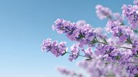 Purple flowering tree branches blooming against clear blue sky in spring season for nature and botanical themed designs.