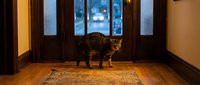Tabby cat standing in entryway with wooden doors and evening city lights visible through windows, warm interior lighting.