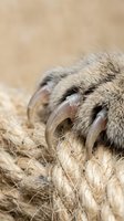 Close-up of a cat paw with sharp curved claws gripping a thick rope, showcasing feline anatomy and natural scratching behavior.