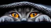 Gray cat with striking amber eyes peeking over surface, wearing knitted hat. Closeup wildlife portrait for pet lovers, animal behavior content, and feline-themed designs.