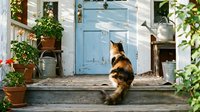 Calico cat sitting on rustic wooden porch with blue door, potted plants and vintage watering can creating cozy farmhouse entrance scene for home decor.