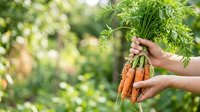 Farmer holding fresh harvested carrots with green tops in garden, organic produce picking and agriculture concept.
