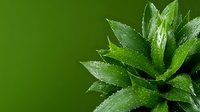 Fresh green succulent plant with water droplets on thick pointed leaves against dark green background, macro nature photography for wellness and spa designs.