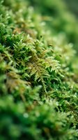 Close-up of vibrant green moss with delicate feathery fronds and water droplets, showcasing natural texture and botanical detail for nature and environmental projects.