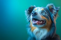 Australian shepherd dog with bright blue eyes and tricolor coat looking up with excited expression against turquoise background, studio portrait.