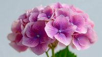 Pink and purple hydrangea flower cluster with delicate petals and green stem on white background for floral design and botanical decoration projects.