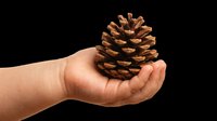 Isolated pinecone held in open palm on transparent background, ready for design use on t-shirts, clipart, stickers, print-on-demand products and sublimation projects.