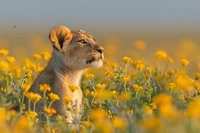 Female lioness resting in field of vibrant yellow wildflowers during golden hour, side profile view showing majestic features against soft bokeh background.
