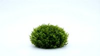 Lush green moss mound isolated on white background, suitable for nature designs, botanical graphics, and environmental projects.