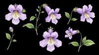 Delicate purple flowers with yellow centers and green stems isolated on transparent background. Ready for t-shirt designs, clipart, stickers, sublimation, and print-on-demand projects.