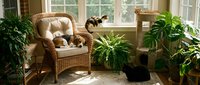 Cozy sunroom interior with wicker armchair, calico cat, and lush green houseplants creating peaceful home atmosphere for relaxation and indoor gardening.