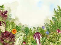 Vegetable garden border with fresh produce, herbs and flowers arranged on isolated white background, suitable for culinary designs, recipe cards and food packaging.