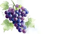 Watercolor grape cluster with green leaves on white background, fresh fruit illustration for wine labels, kitchen decor and culinary designs.