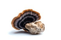 Polished agate mineral specimen showing concentric banding pattern in black and brown tones against white background, isolated geological crystal formation.