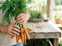 Farmer holding fresh organic carrots with green tops in rustic garden setting, suitable for agriculture, farming, and healthy food marketing campaigns.